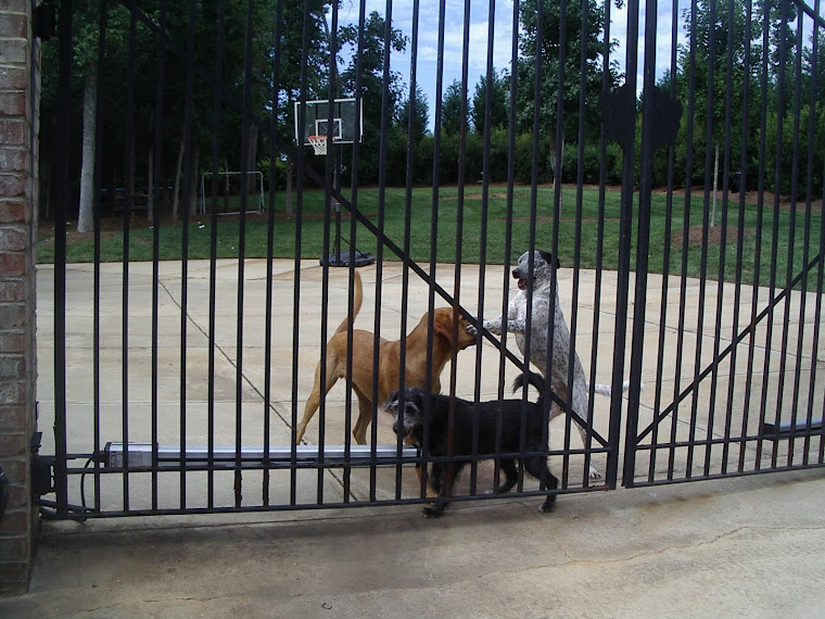 annie & molson visiting their cousins ~ ranger & rosie ~ rosie was inside snoozin'