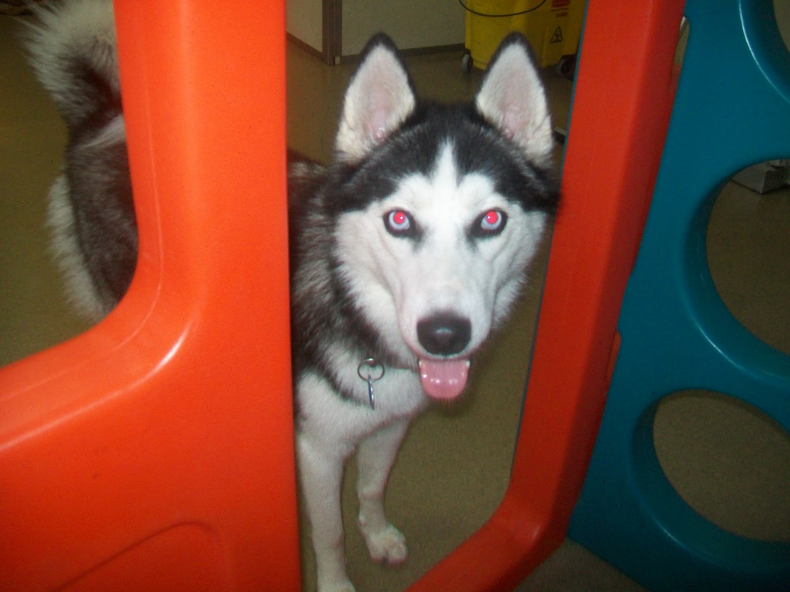 Best Friends' Rocky Hill Blog