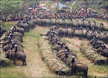.elephants eating hay.