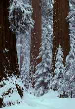 .redwood snow.