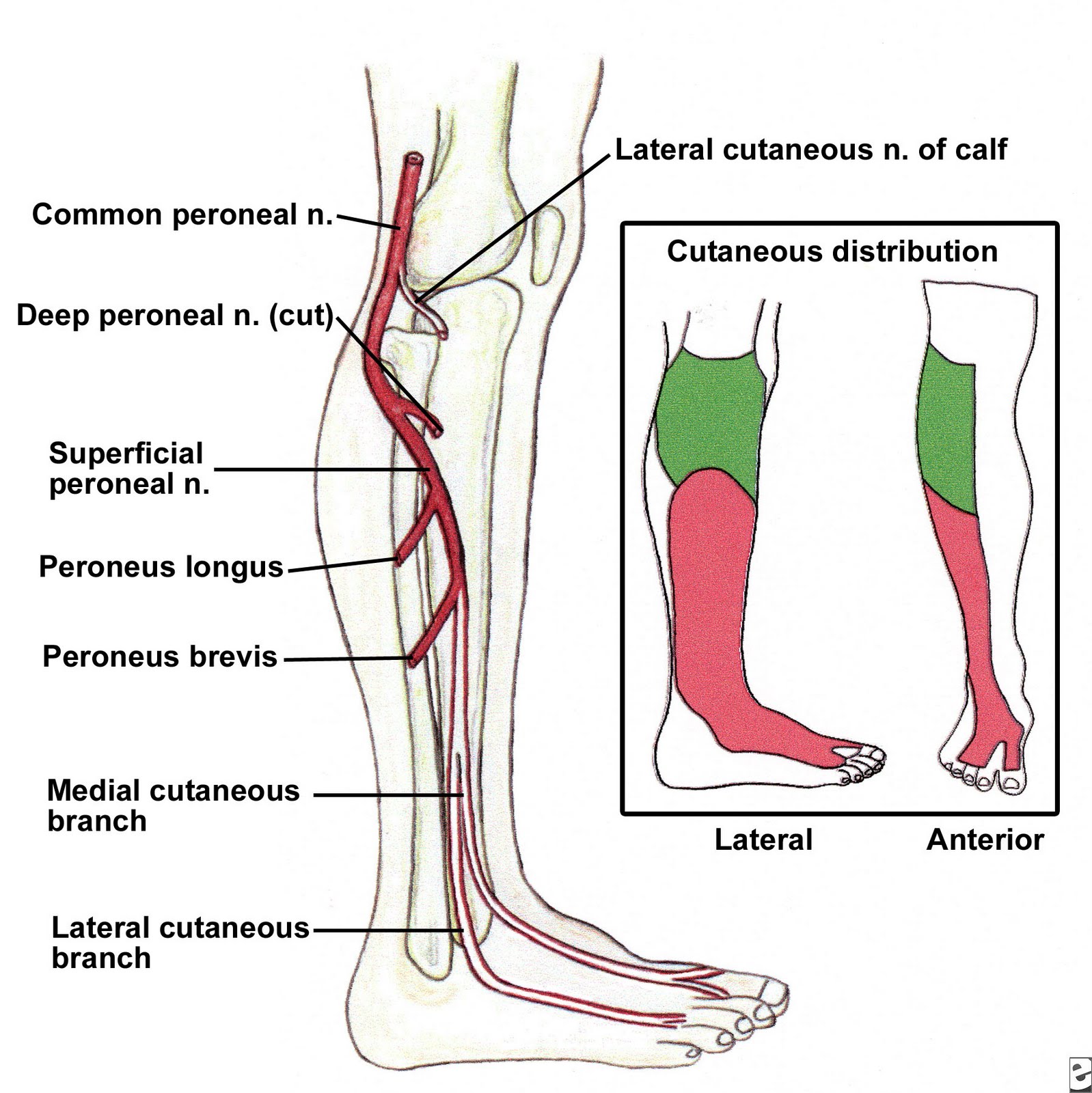 Nerve Damage In The Leg 114