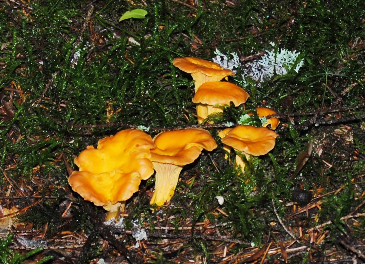 Tomtar Och Troll I Tomteskogen Fjant