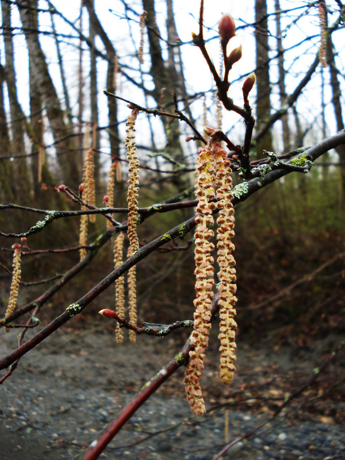 BELLINGHAM DAILY PHOTO Hazelnut Catkins
