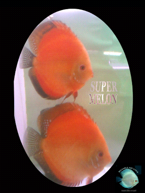 BREEDING PAIRS: OUR DISCUS BREEDING PAIRS