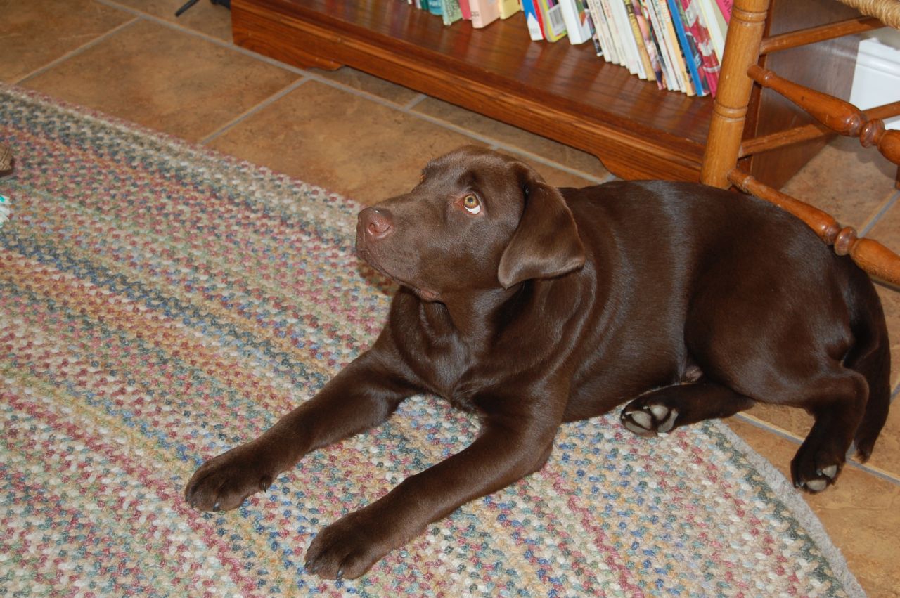 Strider The Chocolate Lab Down Sit Sit Down 