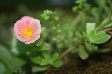 Bursting with Life