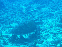 Green Turtle