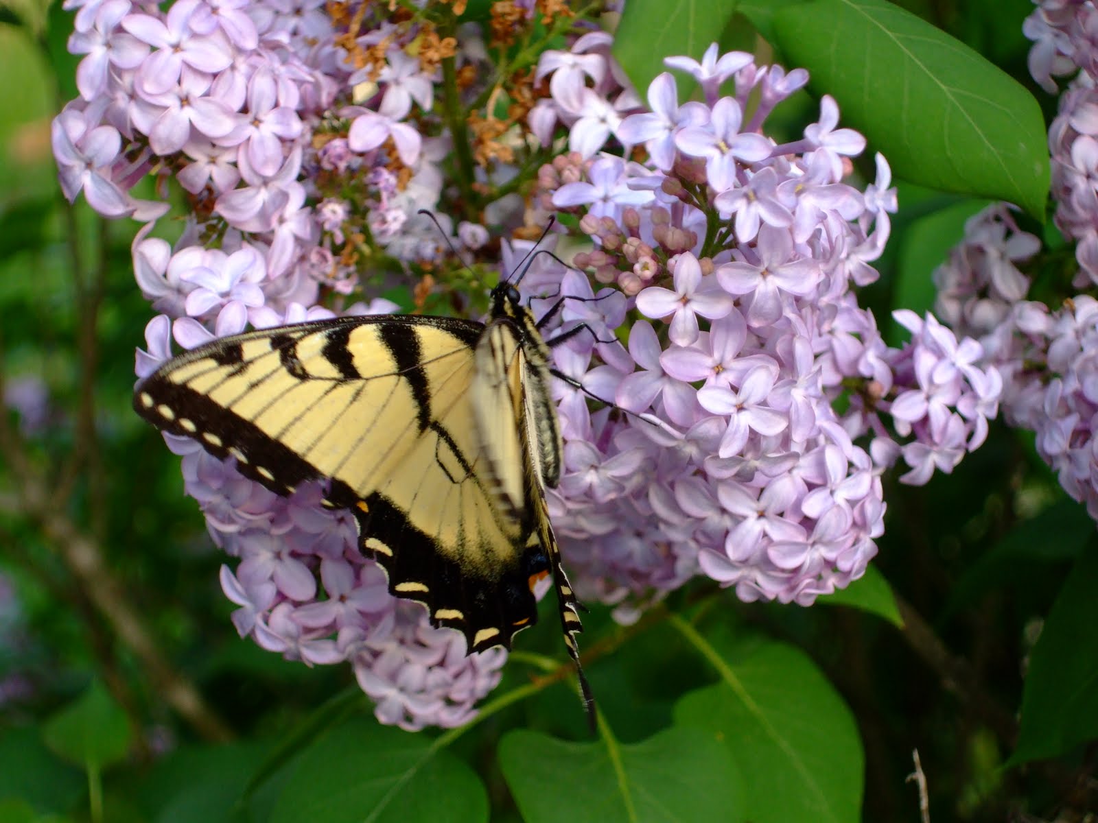 The Shutter Bug Butterflies & Blooms