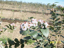 Blue Berry (Arándano)