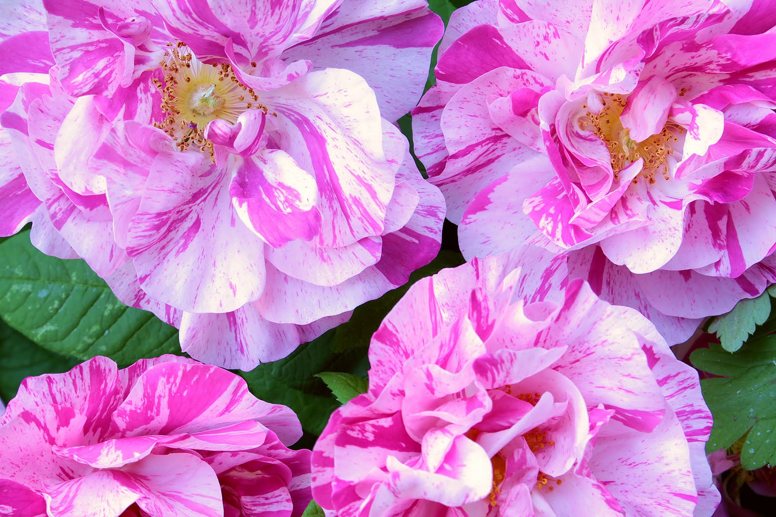 Vintage Home: Roses, Roses, Roses!