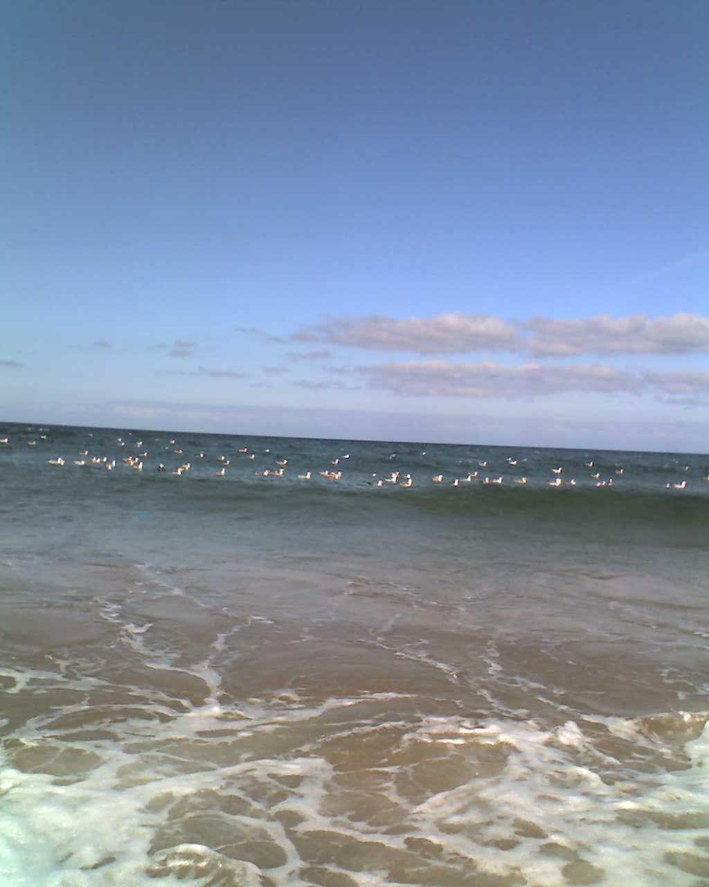 gaivotas sobre o mar