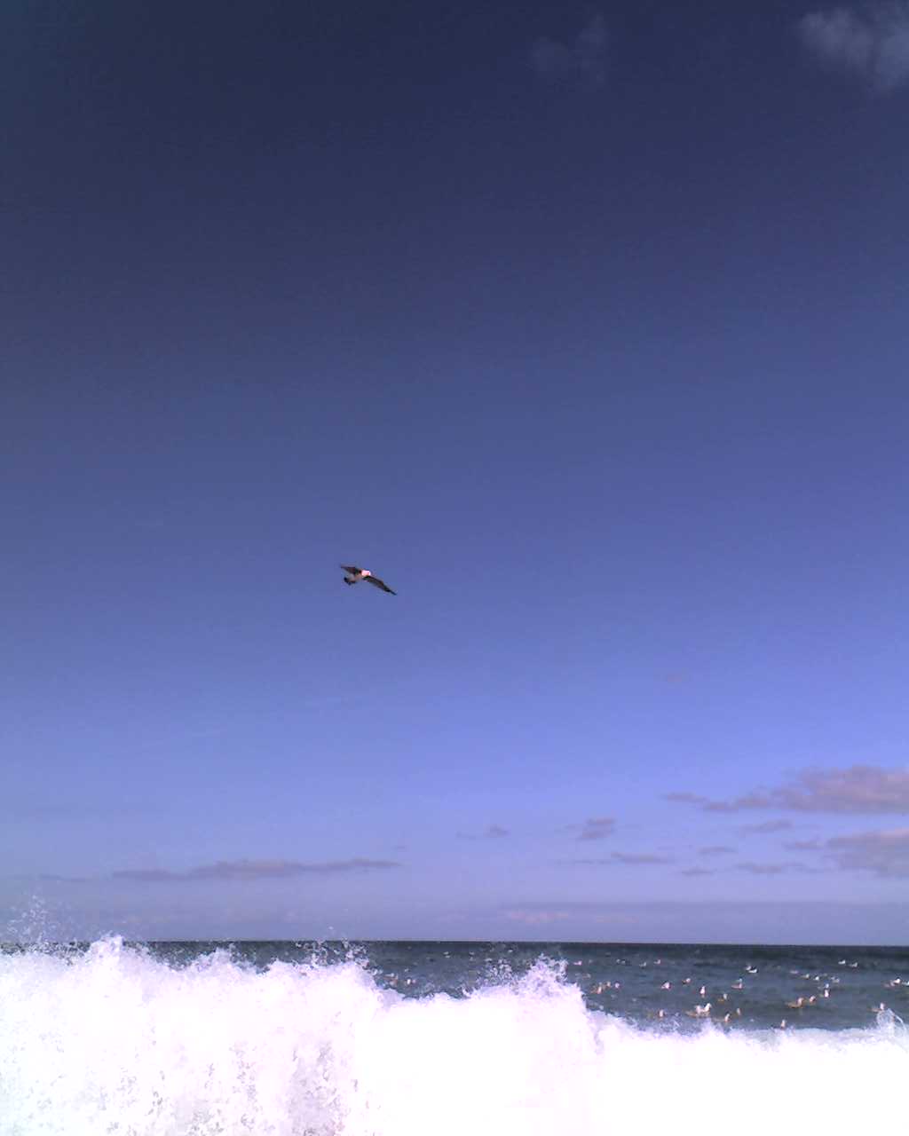 gaivota sobre o mar