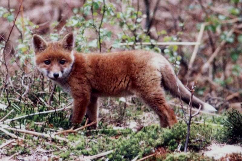 [800px-Red_fox_pup_in_a_forest_of_Haute-Normandie.jpg]