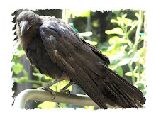 Crow Pictures: