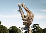 Giraffe Evolution?