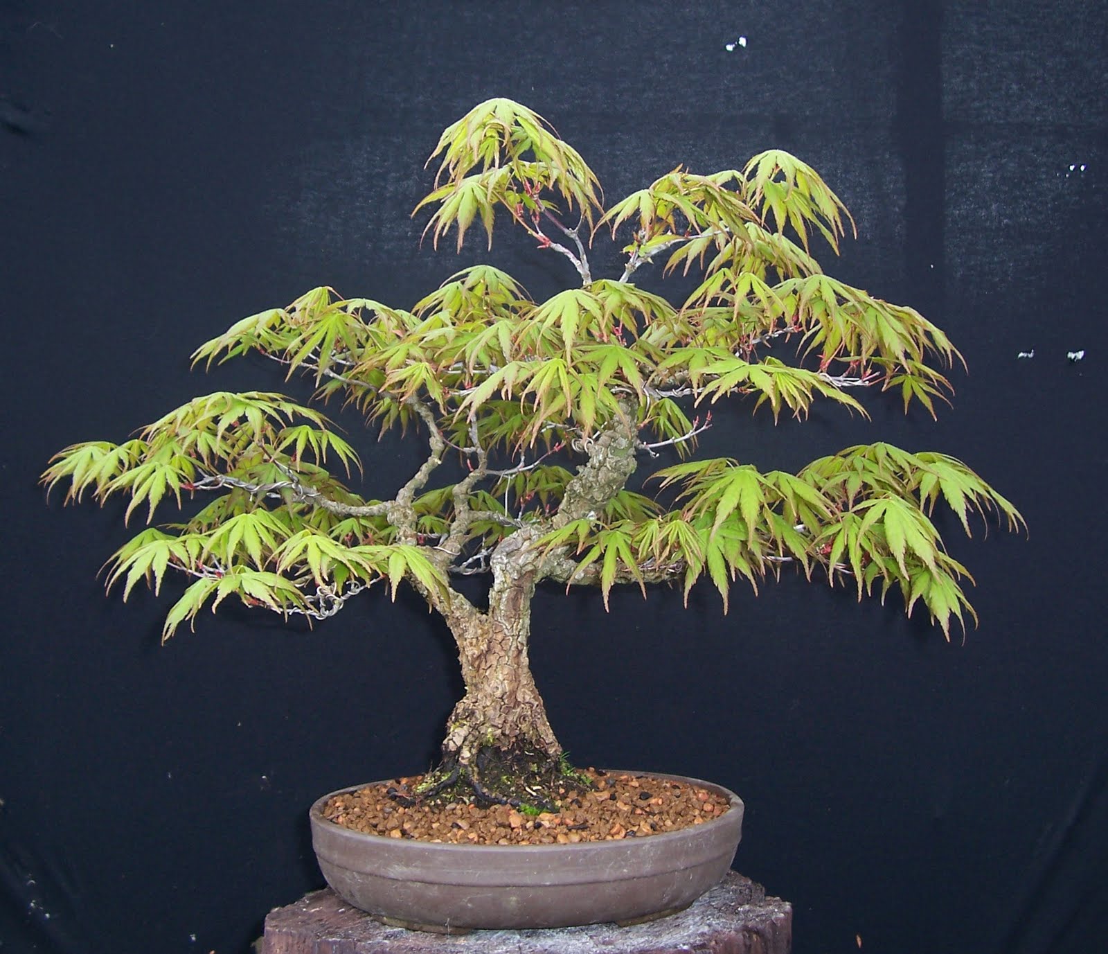 Bonsai Progression Arakawa Maple