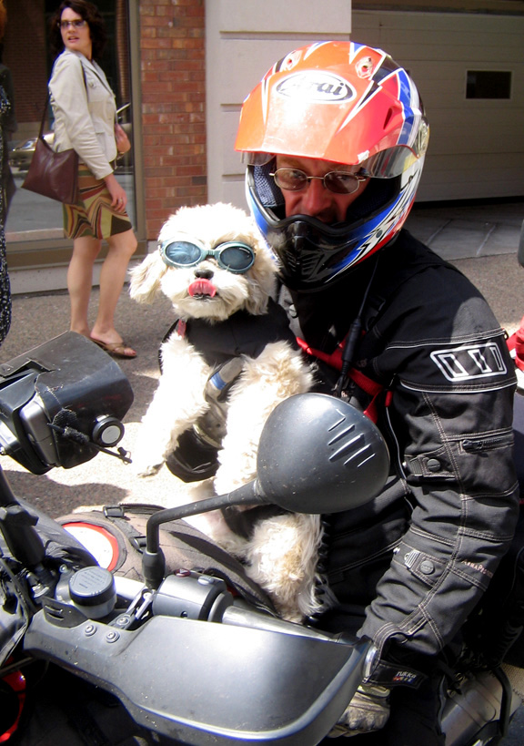 [dogbike.jpg]