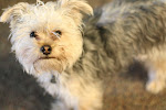 Our Puppy