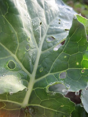 Megan's Messy Garden: Broccoli Pest
