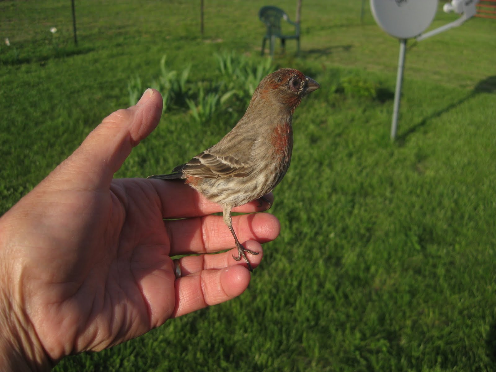 JUST ME Fledgling house finches