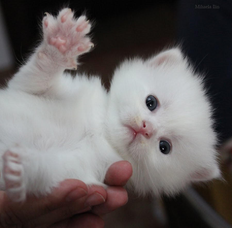 Small White Cute Cat