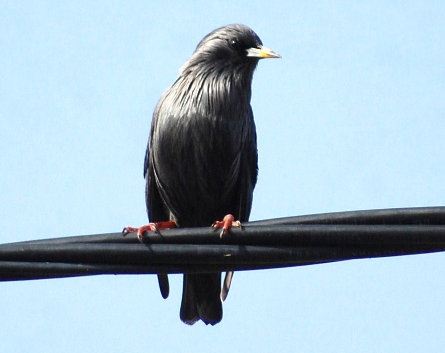 [Estorninho-preto+(13).JPG]