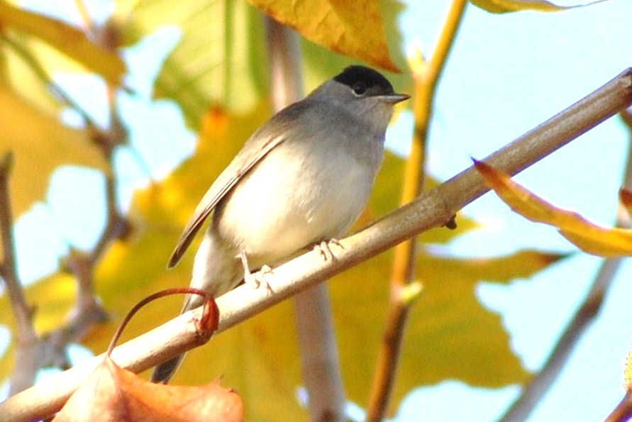 [Toutinegra-de-barrete+(4).JPG]