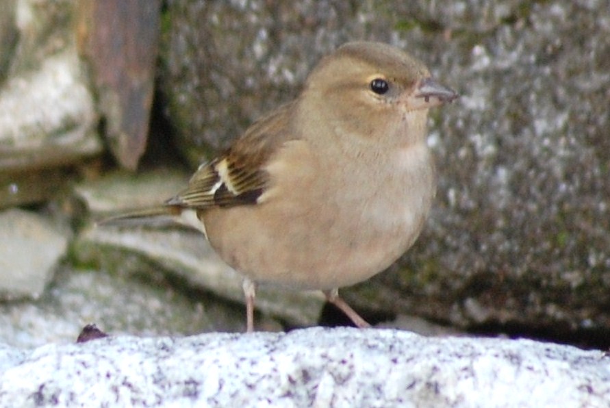 [Tentilhão-comum+(Fêmea).JPG]