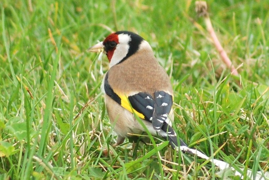 [Pintassilgo+(carduelis+carduelis+L+(12).JPG]