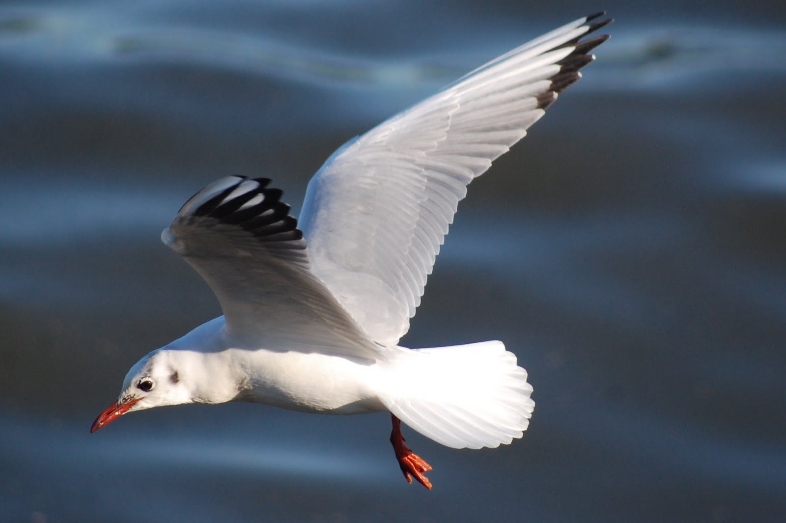 [Guincho-comum+(8).JPG]