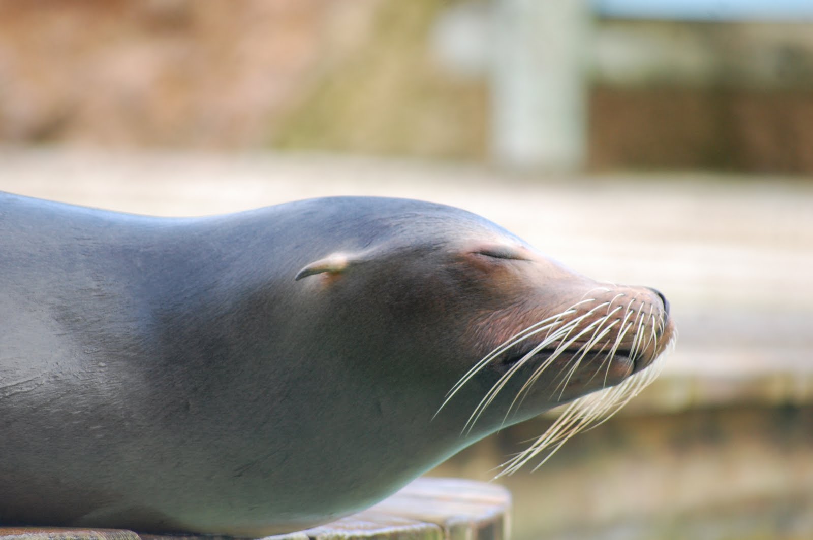 [Leão-marinho-da-califórnia+(2).JPG]