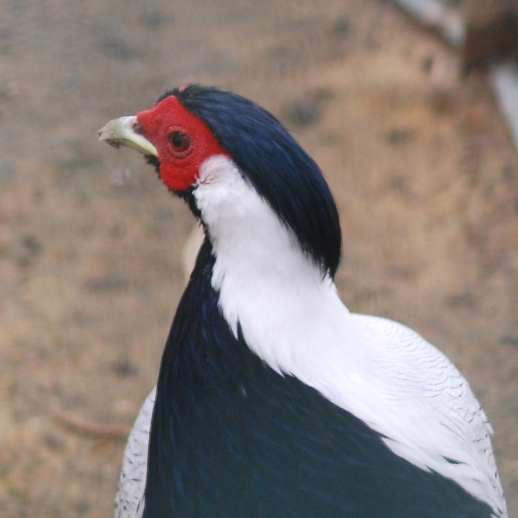 [Faisão-prateado+(3).JPG]