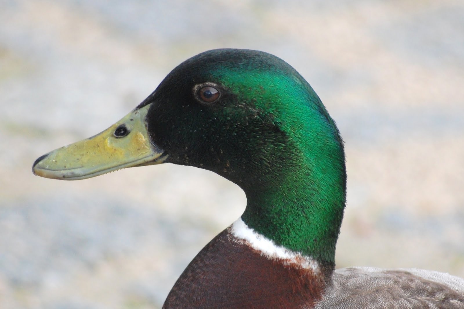 [Pato-real+(macho)+(2).JPG]