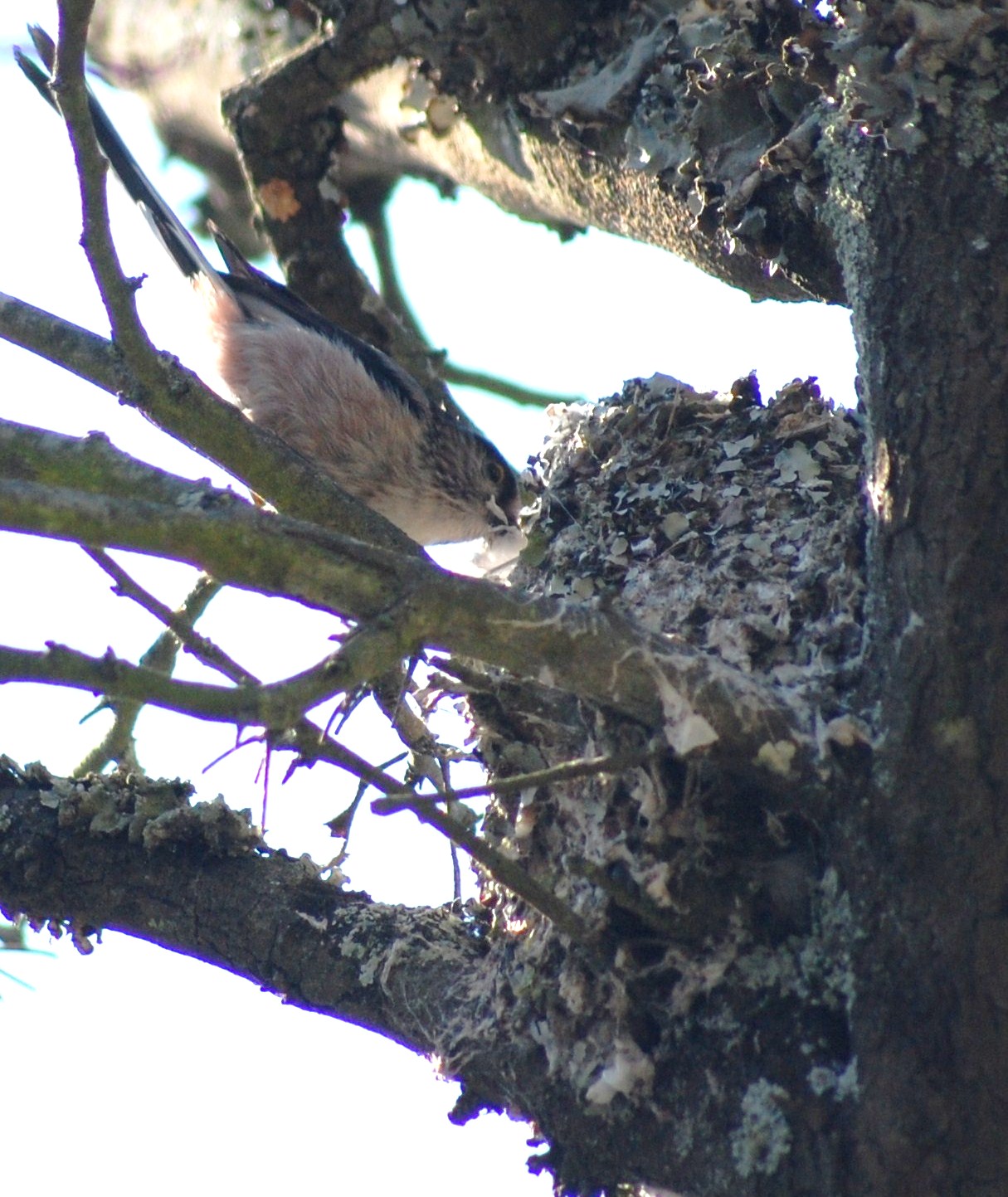 [Chapim-rabilongo+(48).JPG]