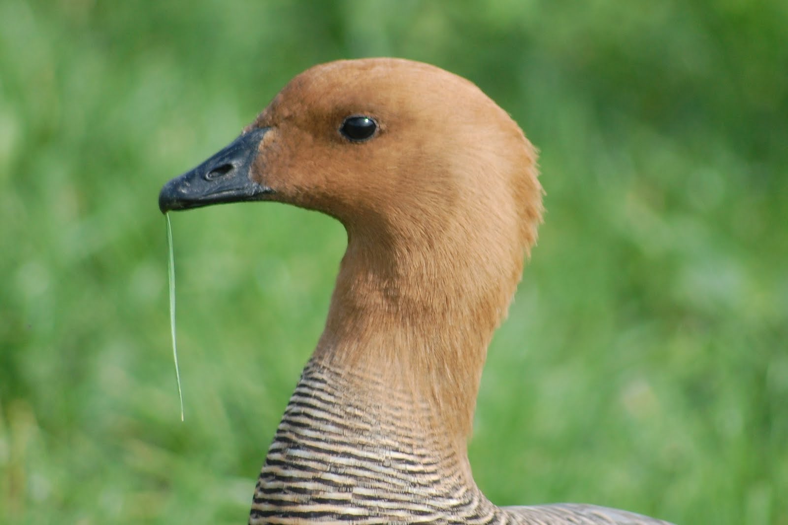 [Ganso-de-magalhaes+(Fêmea).JPG]