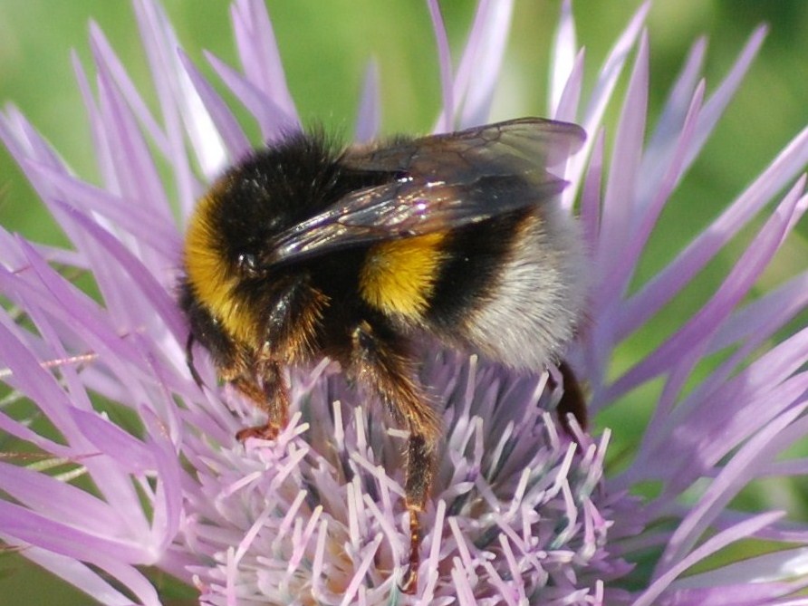 [Bombus+terrestris+L..JPG]