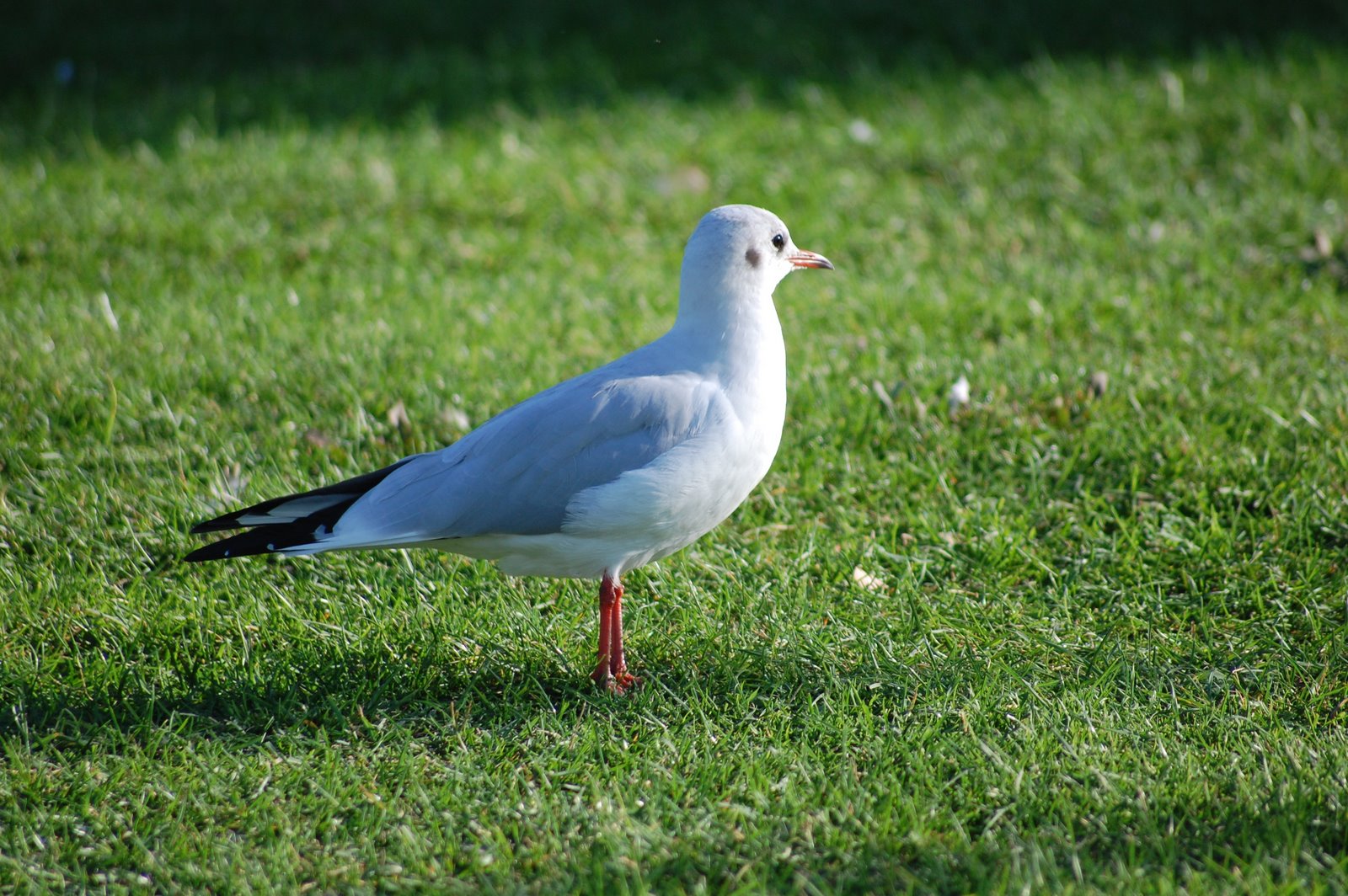 [Guincho-comum+-+larus+ridibundus.JPG]