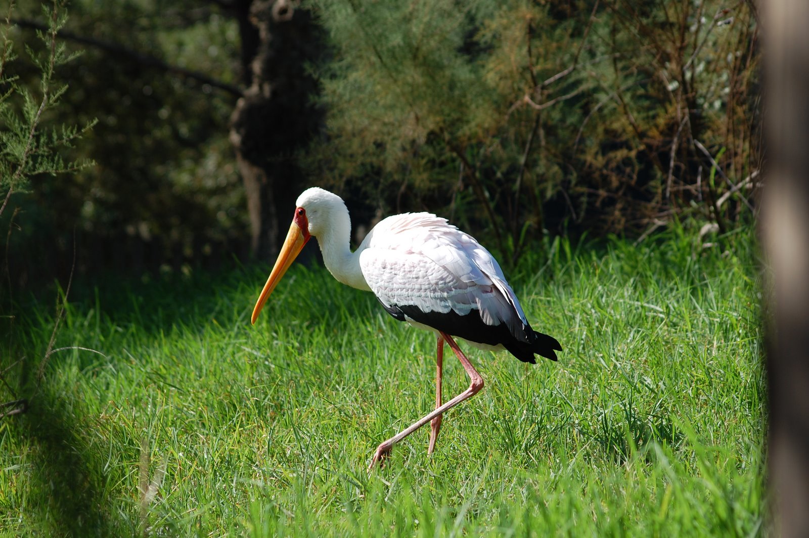 [Cegonha-de-bico-amarelo+(6).JPG]