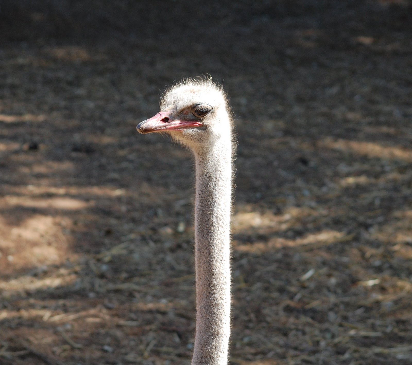 [avestruz+(2).JPG]