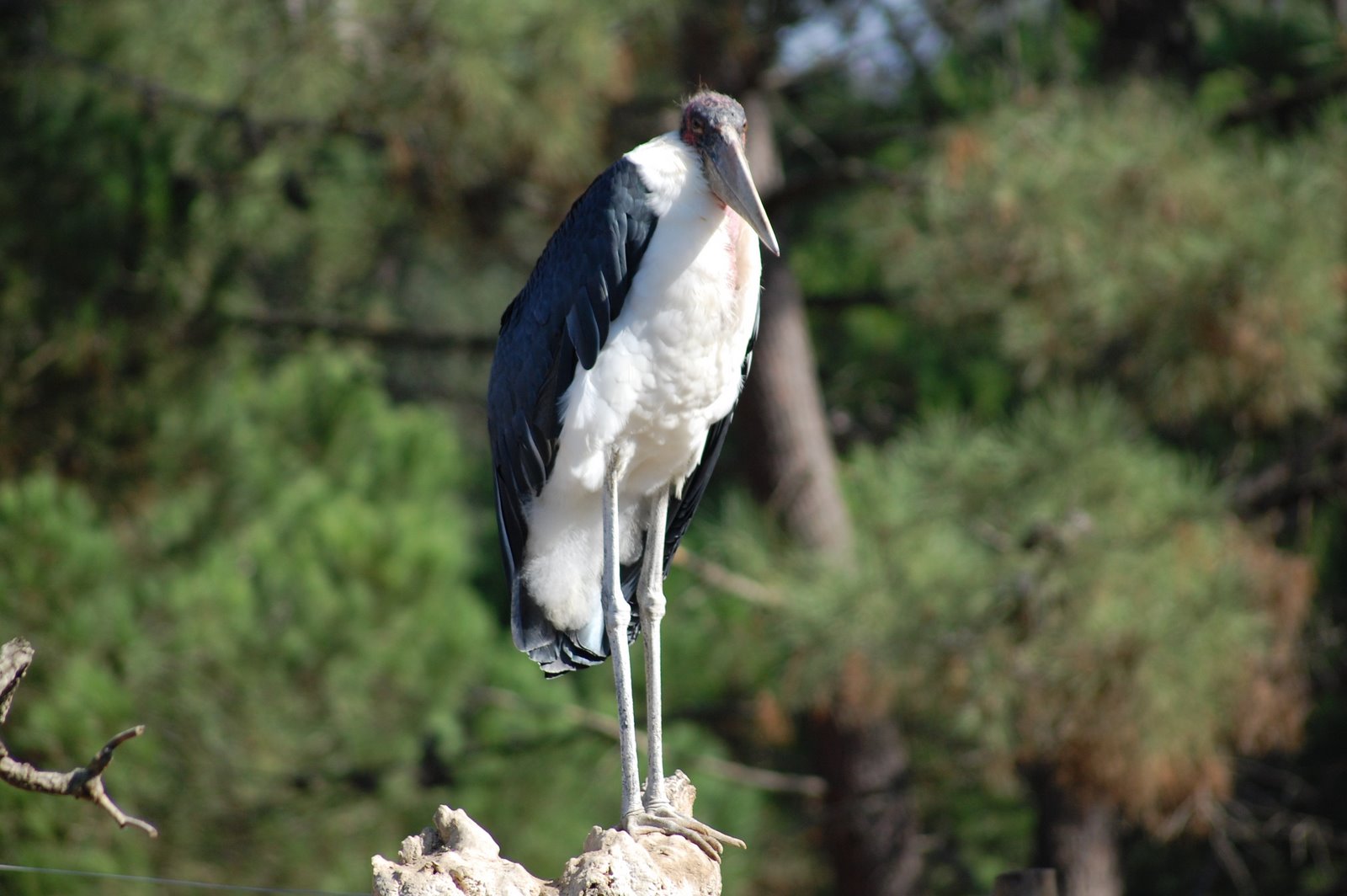 [marabu+leptoptilos+crumeniferus+(2).JPG]