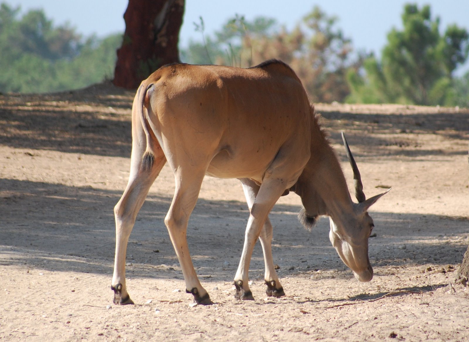 [Elande+(4).JPG]