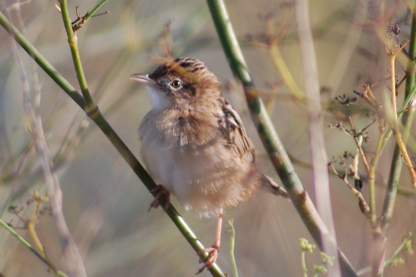 [Fuinha-dos-juncos++-+cisticola+juncidis.JPG]