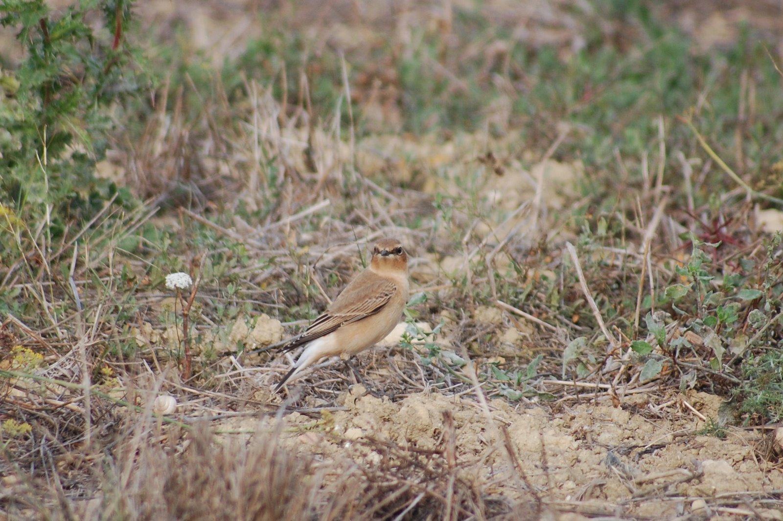 [Chasco-cinzento+Oenanthe+oenanthe+(7).JPG]
