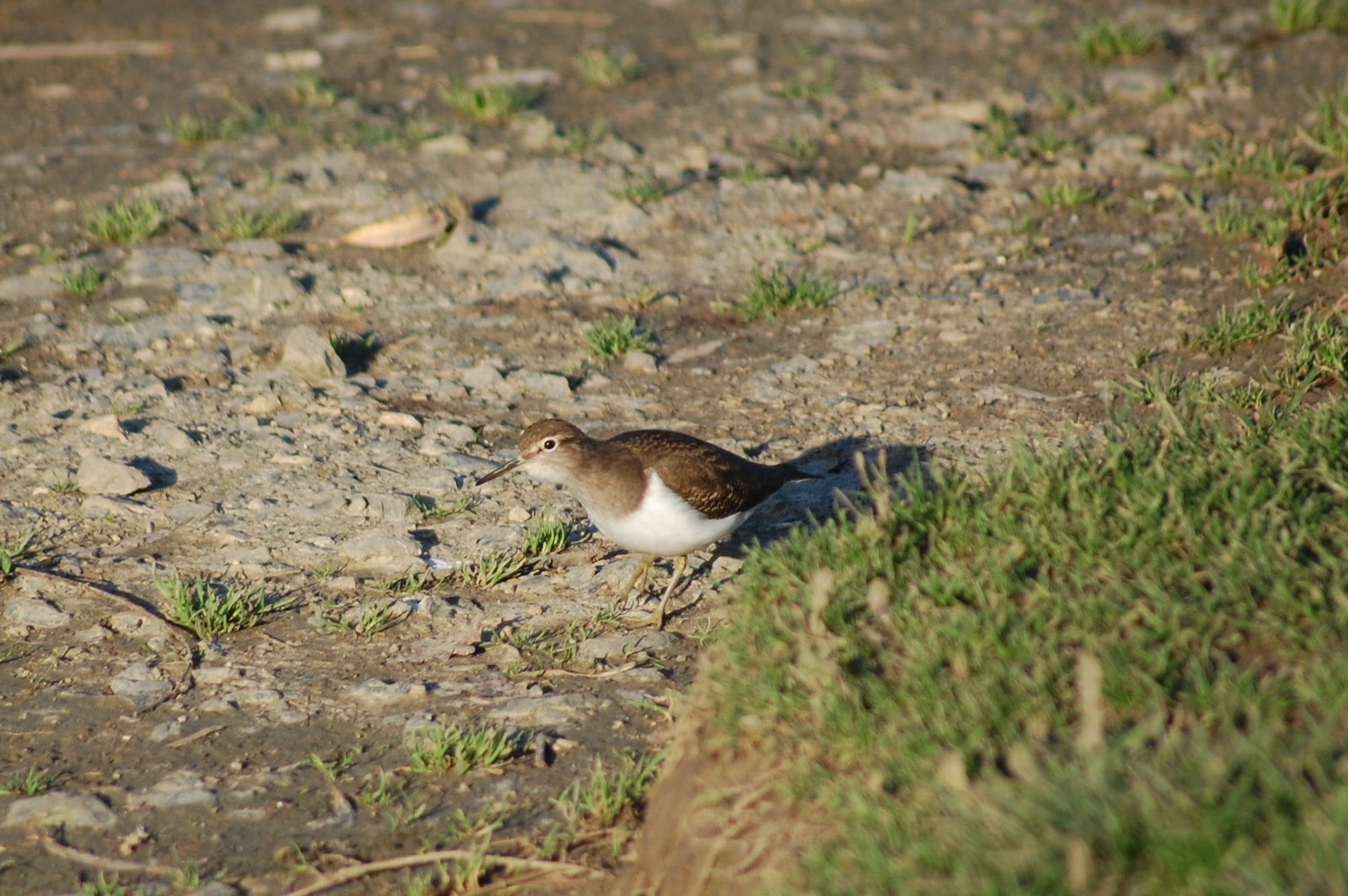 [maçarico-das-rochas+(3).JPG]