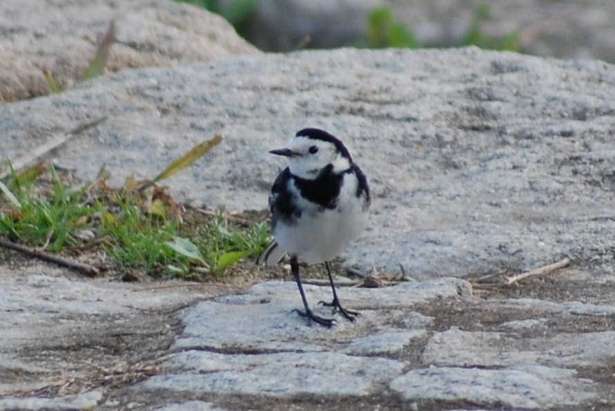 [alvéola-branca+(15).JPG]