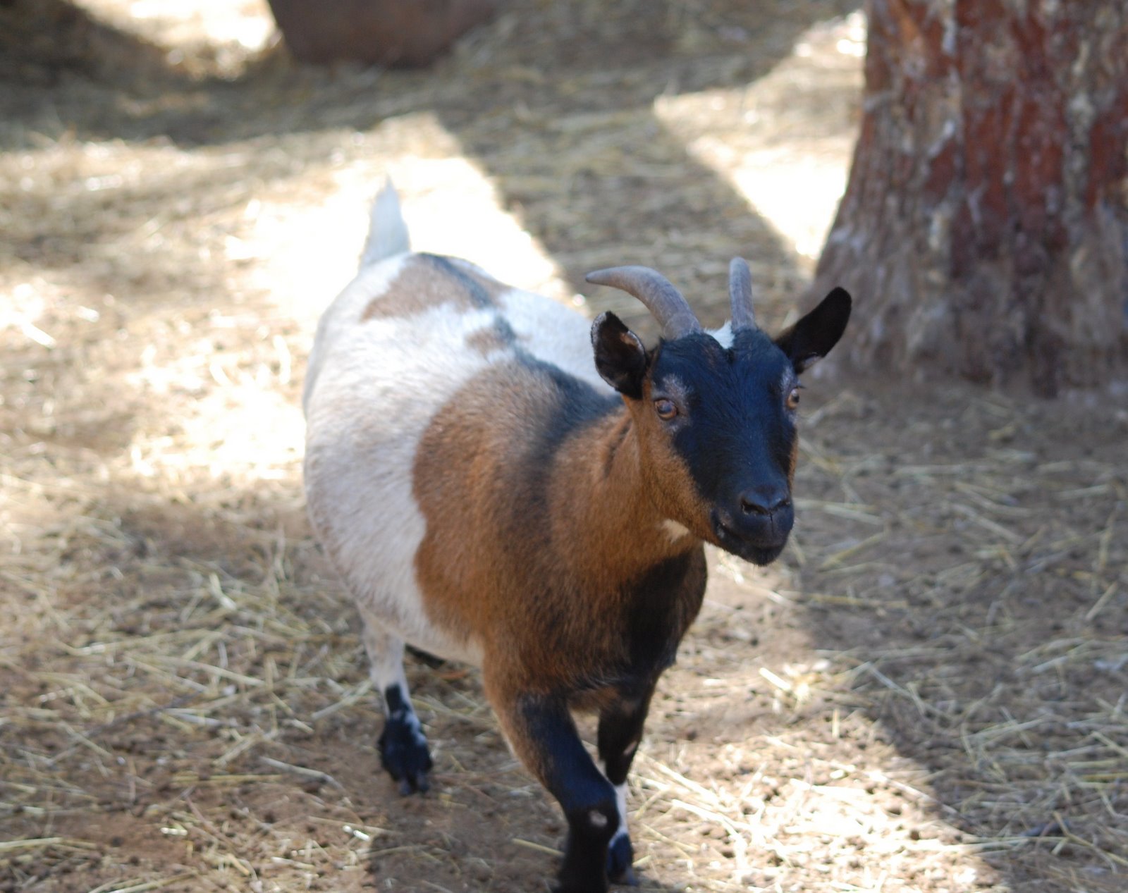 [cabra+anã+(2).JPG]