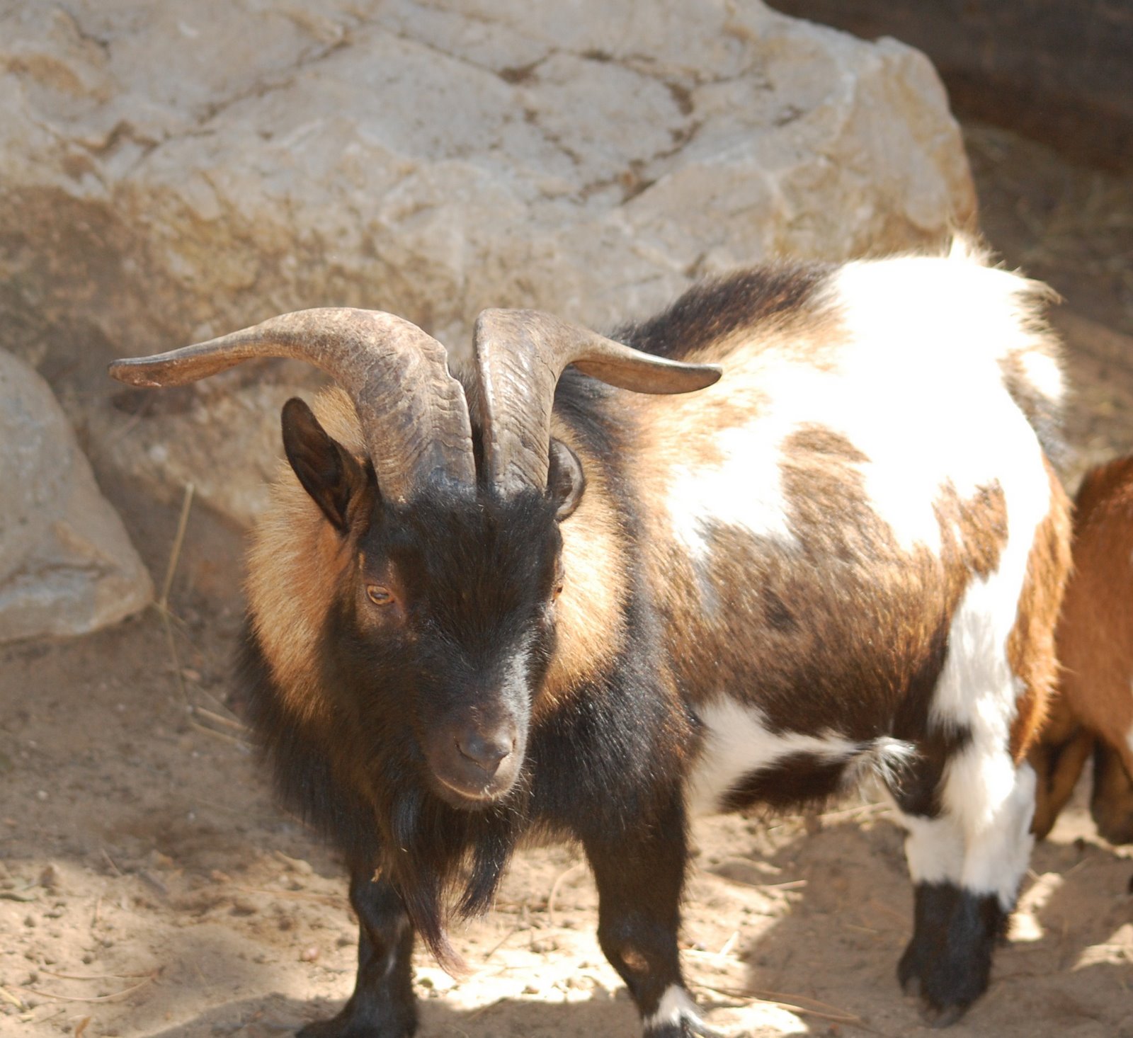 [cabra+anã+(7).JPG]