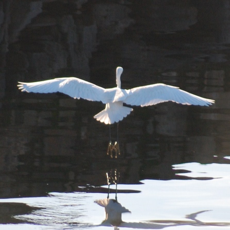 [garça-branca-pequena+(3).JPG]