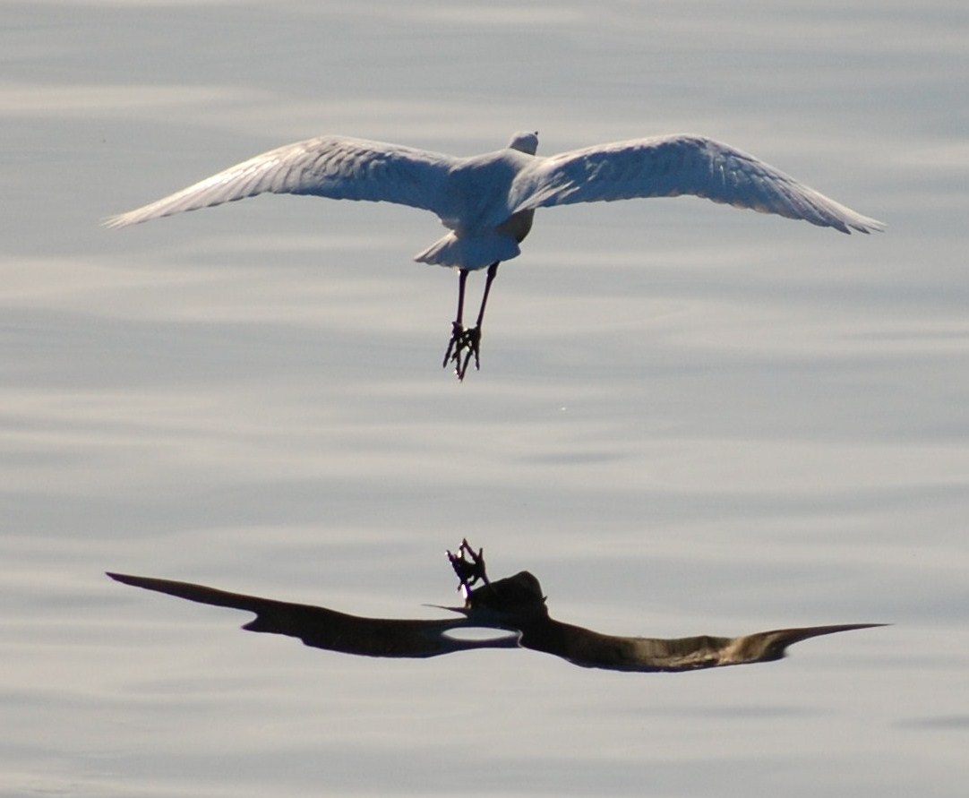 [garça-branca-pequena+(6).JPG]