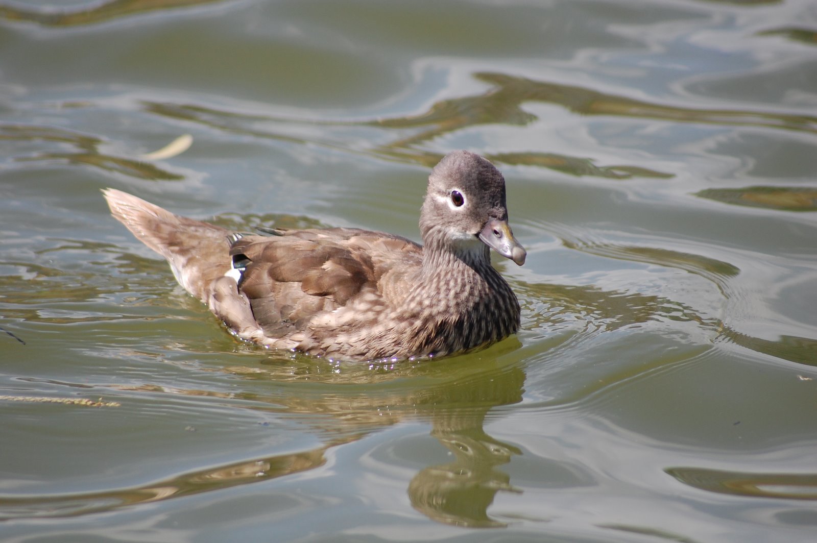 [marreco-mandarim+(Fêmea).JPG]
